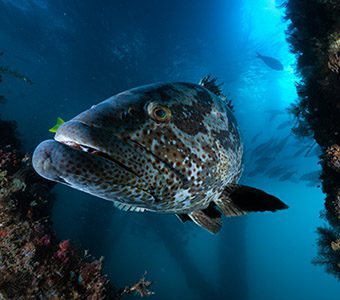 diving tours australia Dive Ningaloo Reef, Muiron Islands and Exmouth Navy Pier with Exmouth’s diving specialists. Dive Ningaloo is the only dive centre with permission to dive Exmouth Navy Pier and is open all year.