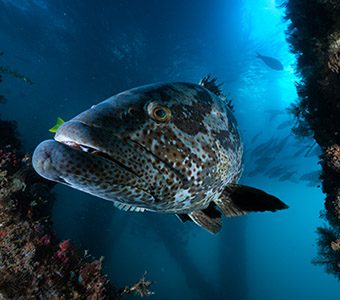 Dive Ningaloo Reef, Muiron Islands and Exmouth Navy Pier with Exmouth’s diving specialists. Dive Ningaloo is the only dive centre with permission to dive Exmouth Navy Pier and is open all year.