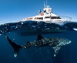 Exmouth Dive and Whalesharks Ningaloo are pioneers of diving Ningaloo Reef and the Muiron Islands; and operate whaleshark tours and humpback whale tours seasonally.