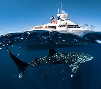 diving tours australia Exmouth Dive and Whalesharks Ningaloo are pioneers of diving Ningaloo Reef and the Muiron Islands; and operate whaleshark tours and humpback whale tours seasonally.
