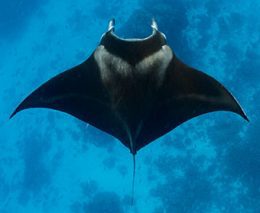 Diving Lady Elliot Island Eco Resort is known for its abundance of manta rays, turtles, amazing array of spectacular marine life and unspoilt coral reef.