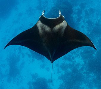 Diving Lady Elliot Island Eco Resort is known for its abundance of manta rays, turtles, amazing array of spectacular marine life and unspoilt coral reef. 