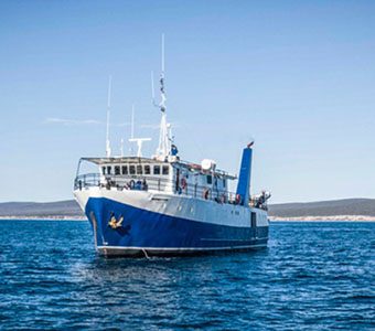 diving tours australia 14 rodney fox dive liveaboard south australia australia external feature340