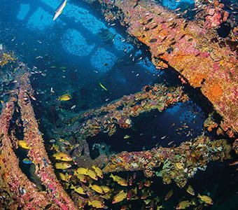 Yongala Dive is a PADI 5 Star Dive Resort located south of Townsville, specialising in diving the Yongala Wreck, consistently voted one of the world’s greatest wreck dives