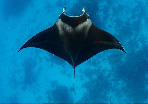 Diving Lady Elliot Island Eco Resort is known for its abundance of manta rays, turtles, amazing array of spectacular marine life and unspoilt coral reef.