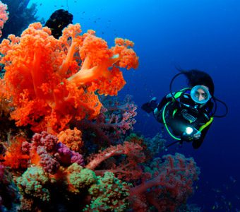 At the southern tip of the Coral Coast, diving Waidroka Bay Resort includes world-class diving at Beqa Lagoon, Frigates Passage & Beqa's famous shark dive.