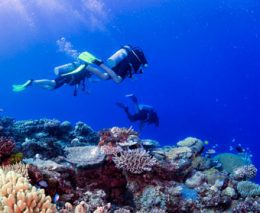 Mantaray Island Resort caters for all capabilities from those wishing to snorkel on the house reef or to learn dive, and certified divers