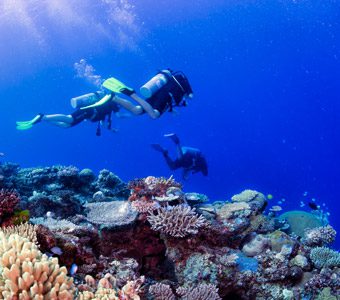 Mantaray Island Resort caters for all capabilities from those wishing to snorkel on the house reef or to learn dive, and certified divers