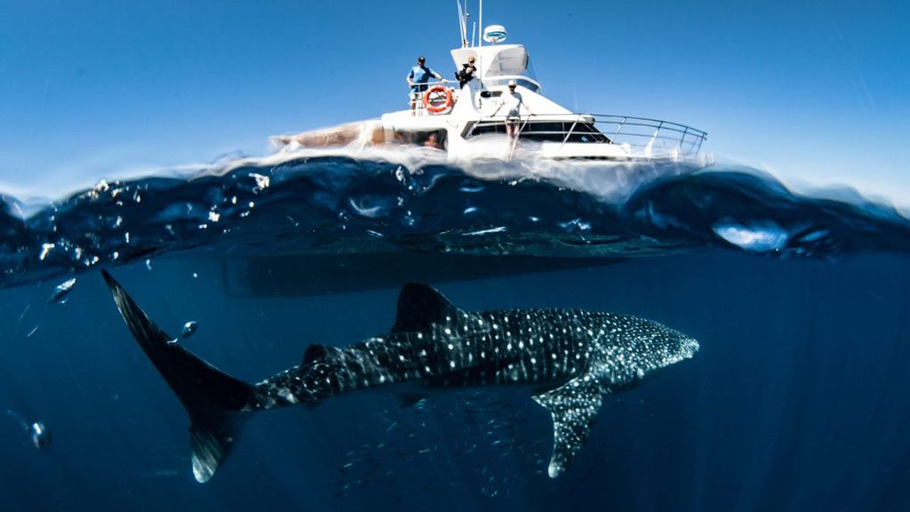 2 Exmouth Dive and Whale Sharks Ningaloo Australia Whale Shark and Dive Boat