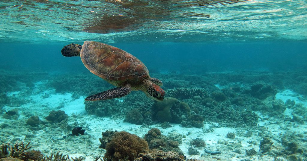 2 lady elliot island eco resort great barrier reef australia lagoon turtle opengraph1200