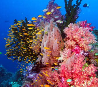 Fiji Scuba diving where to start? We present the best of Fiji's Scuba diving including Rainbow Reef, shark diving in Beqa Lagoon, where to find mantas & Fiji liveaboards