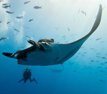 Kadavu diving is best known for the Great Astrolabe Reef that runs along its southern shore passed Ono Island to Buliya famous for its manta ray snorkelling