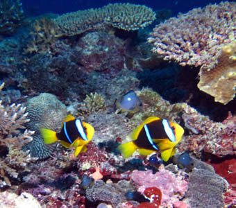 Mamanuca Islands diving provides a variety of terrain from easy, colourful lagoon reefs, to wall, drift dive and pelagic action on the barrier reef.