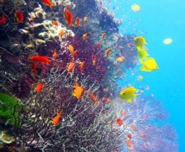 Savusavu diving in Fiji’s Vanua Levu offers some of the best diving in Fiji: diving the Great Sea Reef, diving Namena Marine Reserve and diving Rainbow Reef