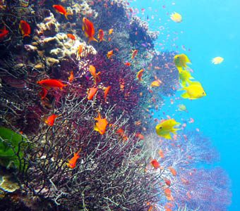 Savusavu diving in Fiji’s Vanua Levu offers some of the best diving in Fiji: diving the Great Sea Reef, diving Namena Marine Reserve and diving Rainbow Reef