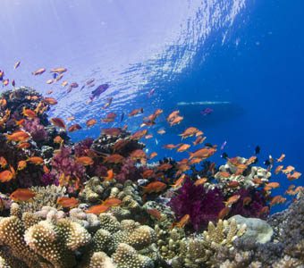 Taveuni diving Fiji Island’s Rainbow Reef and Great White Wall provides consistent diving what is considered to be amongst the best dive sites in the world