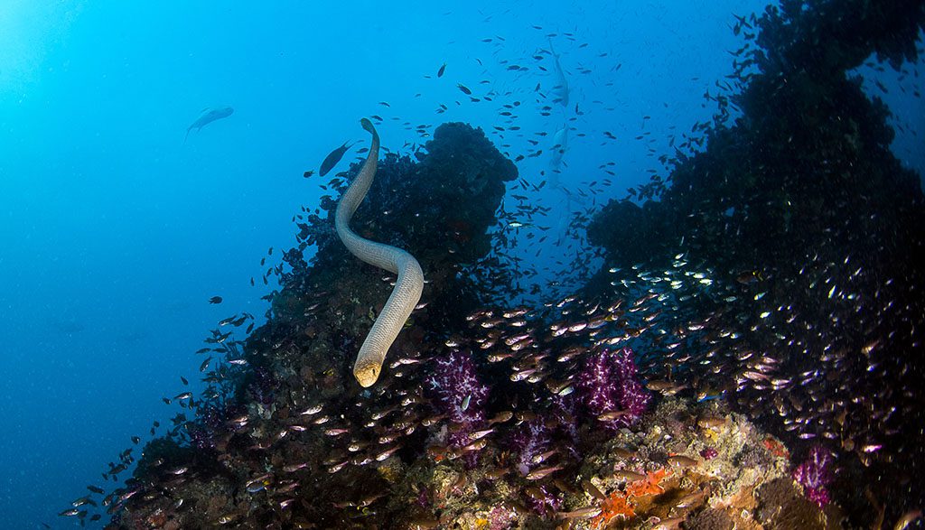 4 Adrenalin Dive | Central Great Barrier Reef & Yongala Liveaboard - Olive Sea Snake