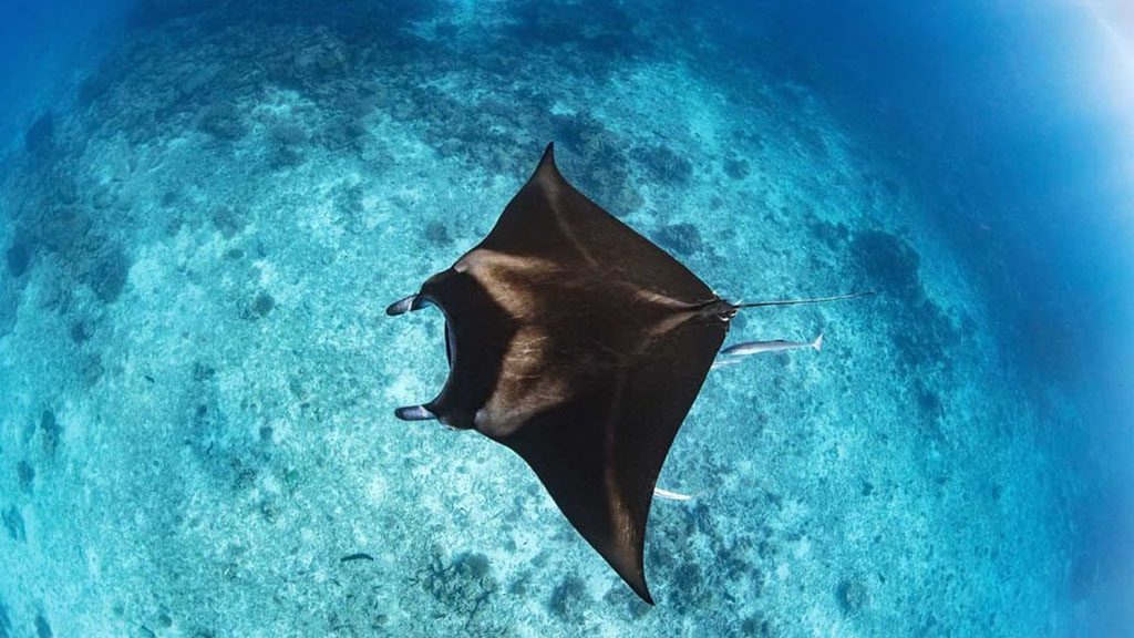 4 Lady Musgrave Island Great Barrier Reef Australia Manta Credit Tracy Olive