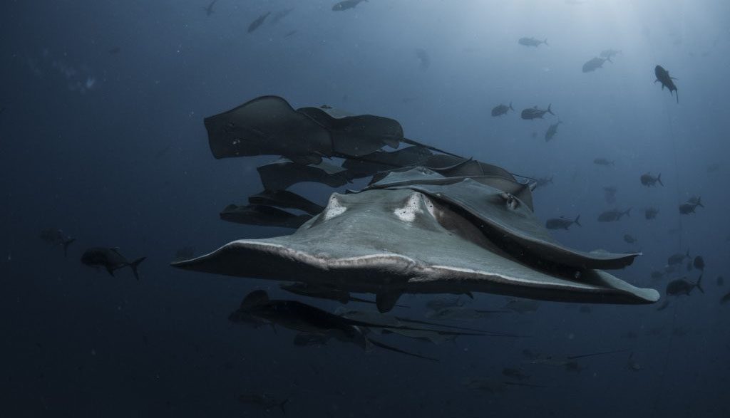 4 yongala dive great barrier reef australia bull rays