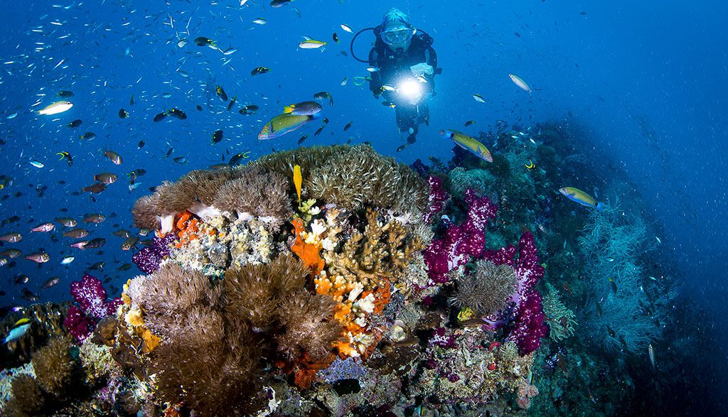 5 Adrenalin Dive | Central Great Barrier Reef & Yongala Liveaboard - Diver Coral Scene