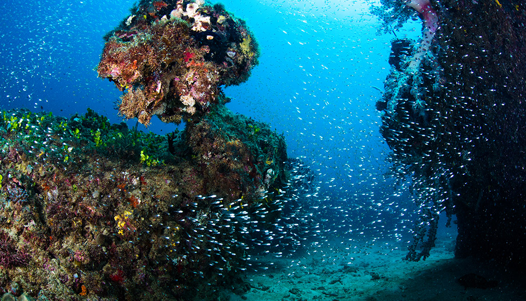 5 Dive Ningaloo Australia Ningaloo Reef Coral Scene