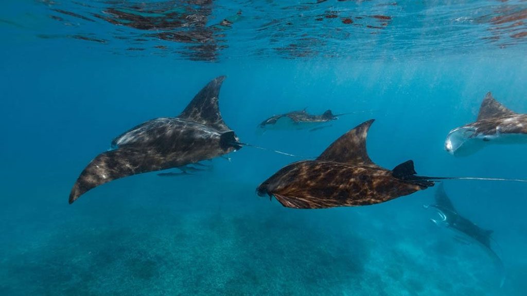 5 Lady Musgrave Island Great Barrier Reef Australia Mantas Credit Tracy Olive