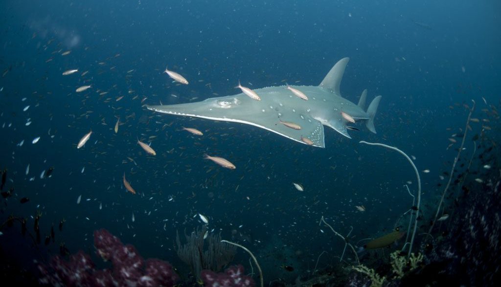 5 yongala dive great barrier reef australia guitar shark