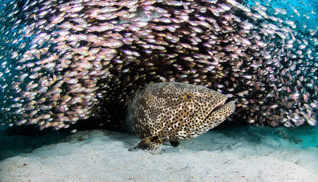 6 dive ningaloo ningaloo australia ningaloo reef potato cod and glass fish