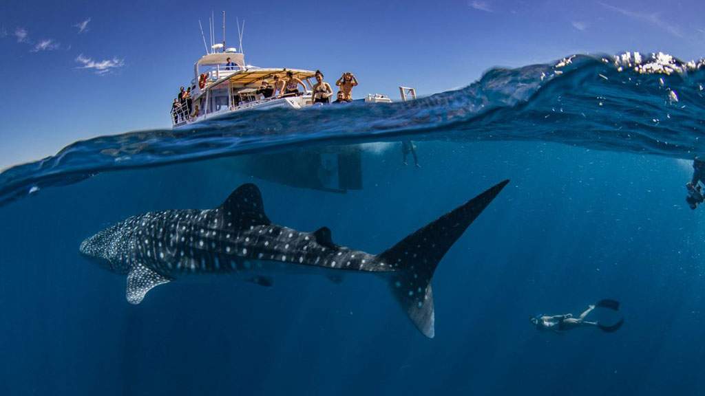 6 Exmouth Dive and Whale Sharks Ningaloo Australia Whale Shark Dive Boat and Freediver