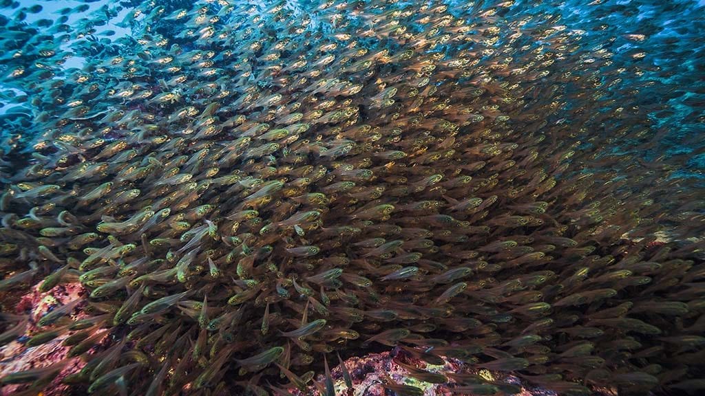 6 Lady Musgrave Island Great Barrier Reef Australia Glassfish Credit Harriet Spark