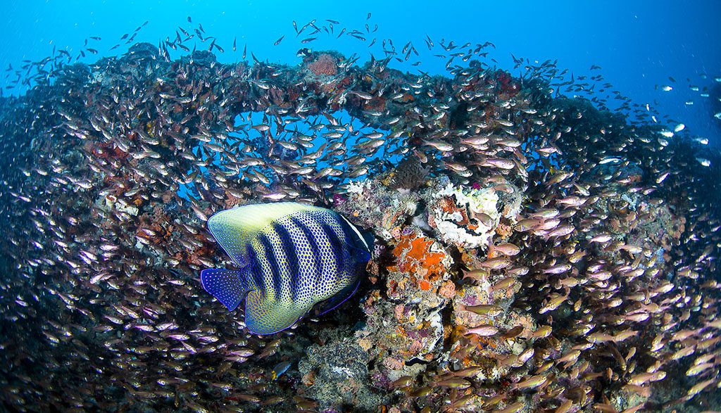 7 Adrenalin Dive | Central Great Barrier Reef & Yongala Liveaboard - Emperor Angel Fish on Wreck