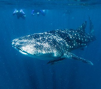 Find Ningaloo Scuba Diving Resorts & Liveaboards. Swim with Whalesharks, dive Ningaloo Reef with dolphins, dugongs, manta rays and humpback whales