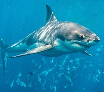 Shark diving South Australia in the Neptune Islands. Plus see the giant cuttlefish aggregation in Whyalla and leafy Seadragons found nowhere else in the world