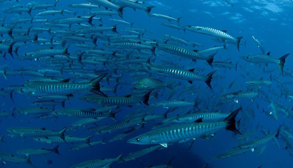 7 yongala dive great barrier reef australia school of barracuda