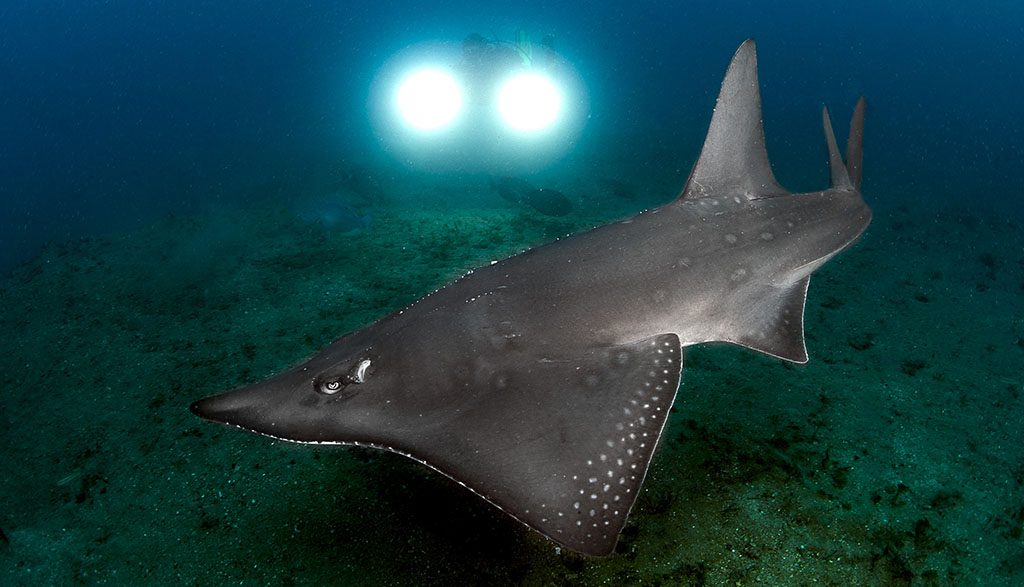 8 Adrenalin Dive | Central Great Barrier Reef & Yongala Liveaboard - Guitar Shark