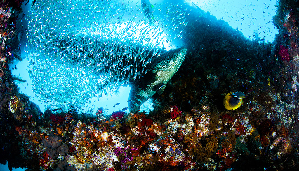 8 Dive Ningaloo Australia Navy Pier Glass Fish and Pylons