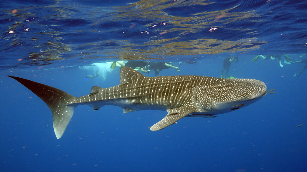 8 Exmouth Dive and Whale Sharks Ningaloo Australia Whale Shark Swim