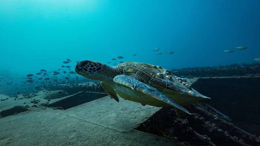 8 Lady Musgrave Island Great Barrier Reef Australia Tobruk Wreck Brookie the Turtle Credit Tracy Olive 5828