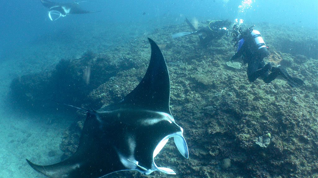 8 Sail Ningaloo | Ningaloo Liveaboard Australia Divers with Manta Rays