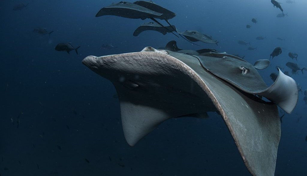 8 yongala dive great barrier reef australia smooth rays