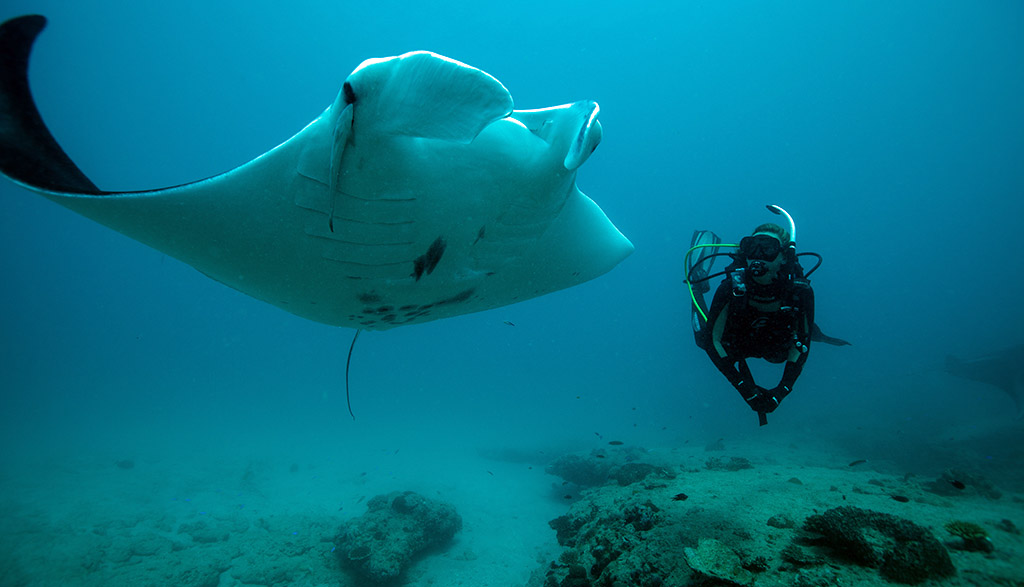 9 Dive Ningaloo Australia Manta and Diver
