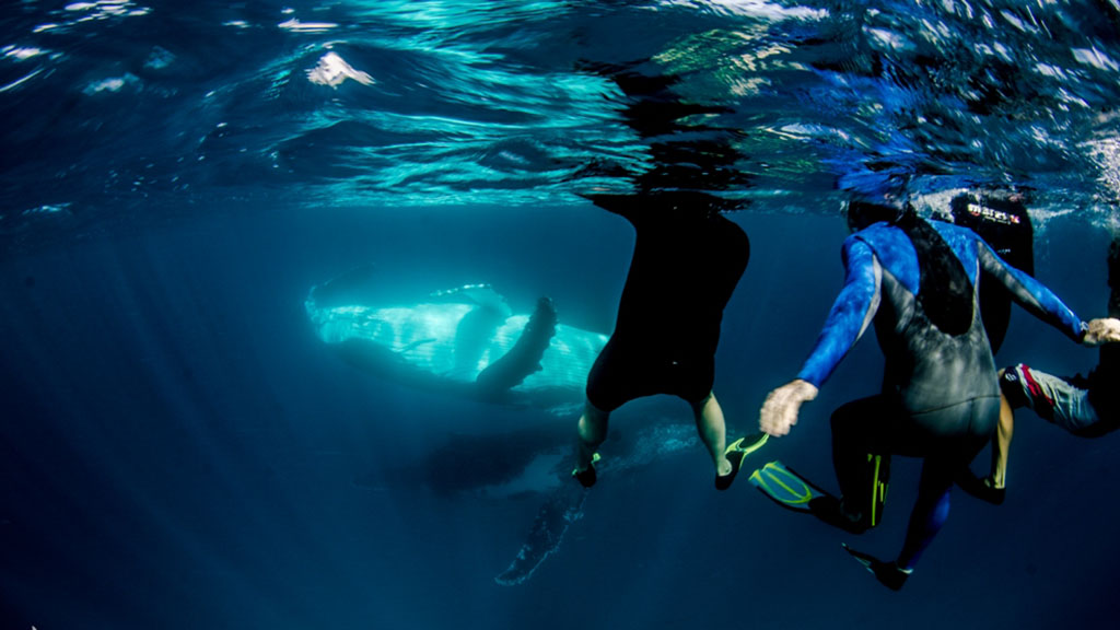 9 Exmouth Dive and Whale Sharks Ningaloo Australia Humpback Whale Swim