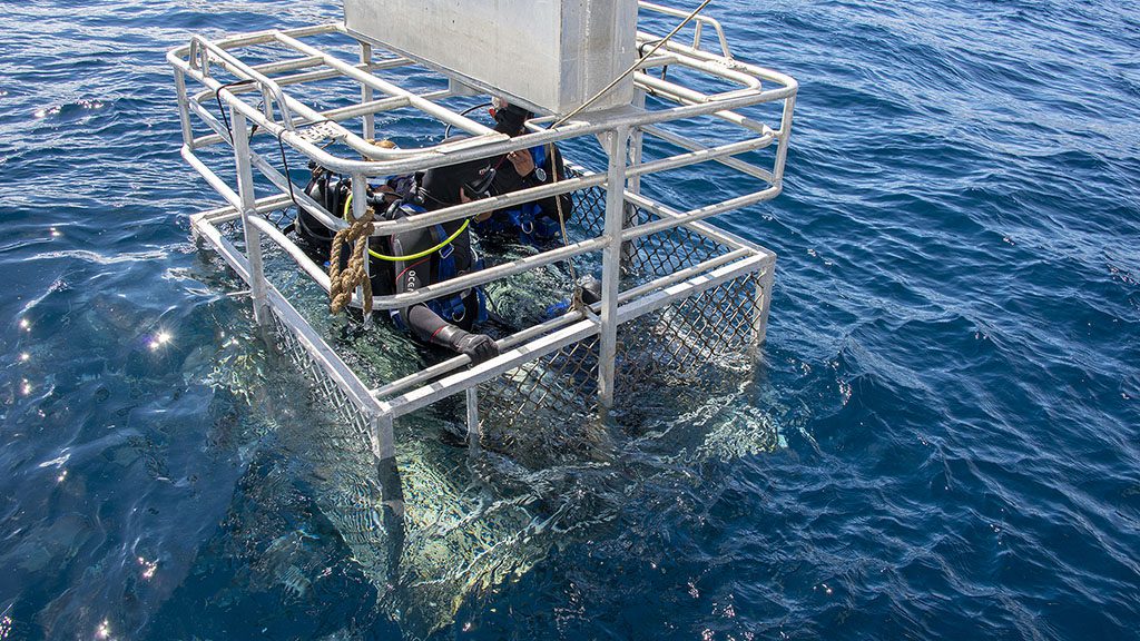 9 rodney fox dive liveaboard south australia australia diverslowered in cage 7946e