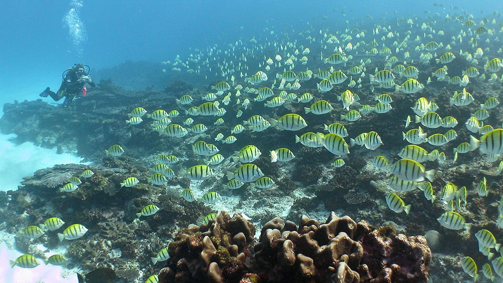 9 Sail Ningaloo | Ningaloo Liveaboard Australia Convinct Surgeons on Ningaloo Reef