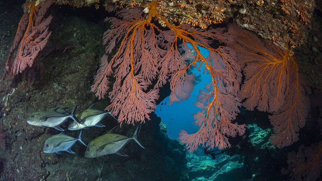 12 diving rowley shoals credit scott portelli red sea fans with trevally