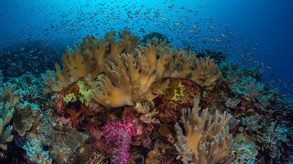 3 Diving Rowley Shoals | Complete guide to diving Rowley Shoals - credit scott portelli coral scene