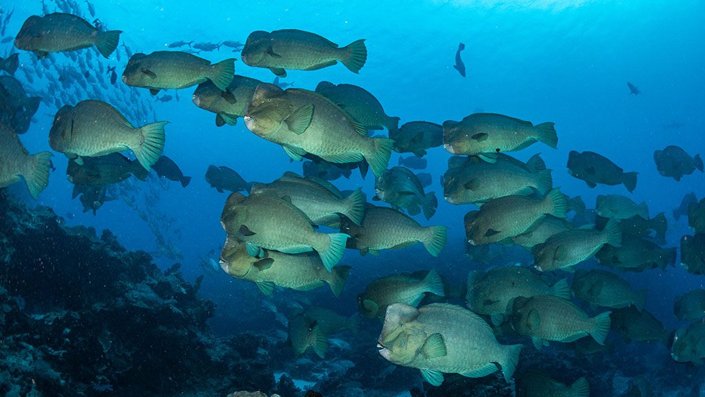 6 Diving Rowley Shoals | Complete guide to diving Rowley Shoals credit scott portelli bumphead parrotfish