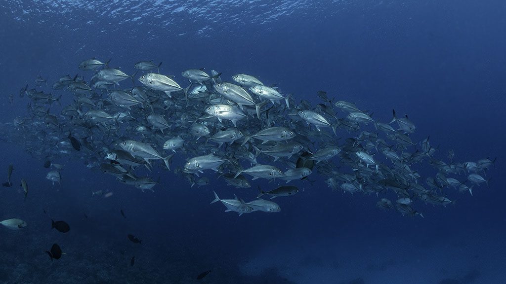 7 Diving Rowley Shoals | Complete guide to diving Rowley Shoals credit scott portelli school of trevally