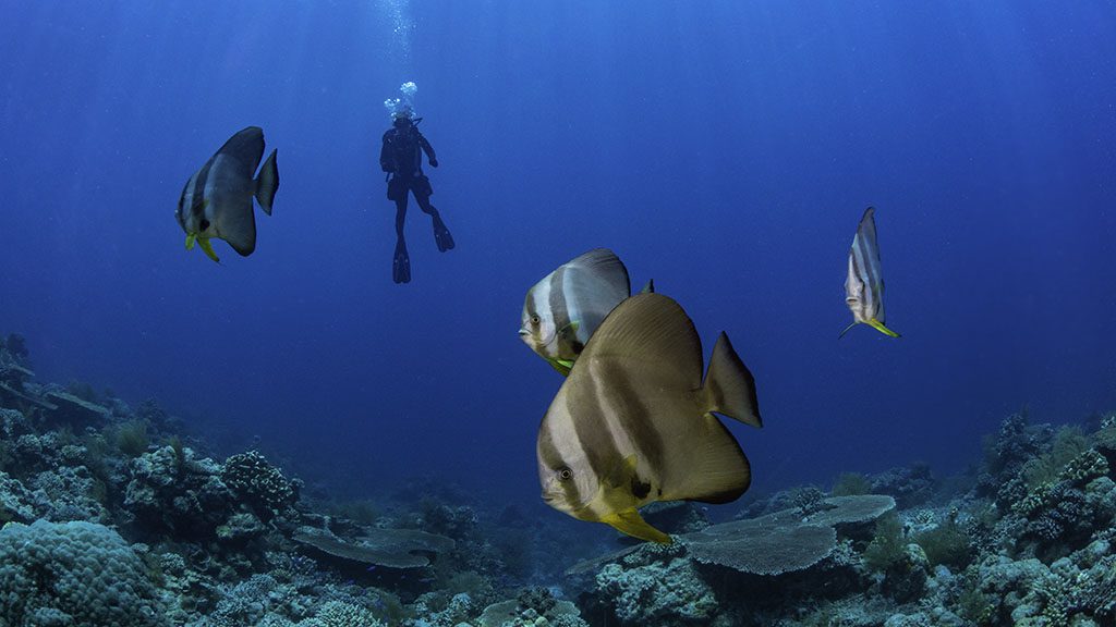 8 Diving Rowley Shoals | Complete guide to diving Rowley Shoals credit scott portelli batfish with diver