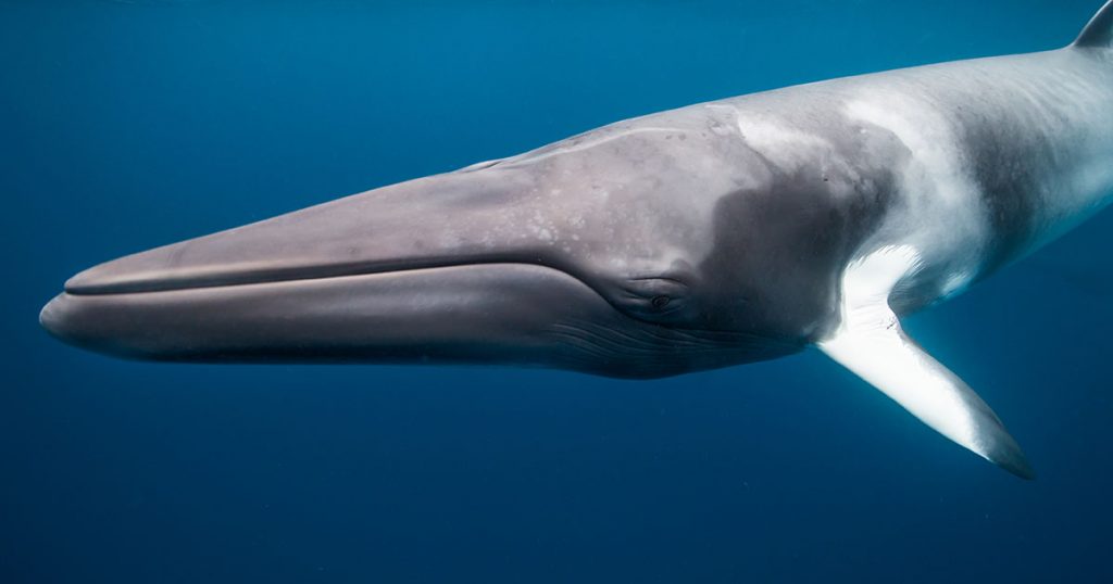 Great Barrier Reef Best 5 Marine Encounters | 5 unique marine encounters - 1200 opengraph